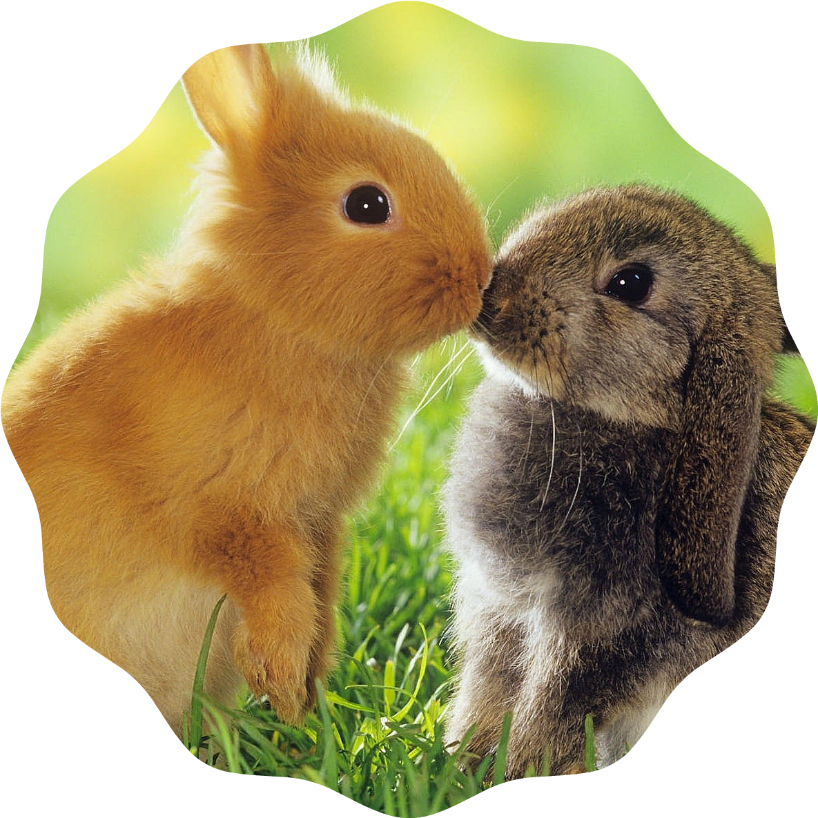 Rabbits - Rabbit Information (1920x1200), Png Download
