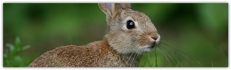 Wallpaper (750x235), Png Download