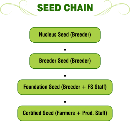 Seed Chain - Png - Portable Network Graphics (430x400), Png Download