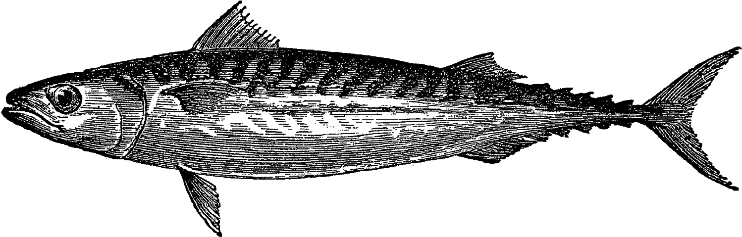 Digital Fish Artwork Download - Fishbar De Milan (1600x547), Png Download