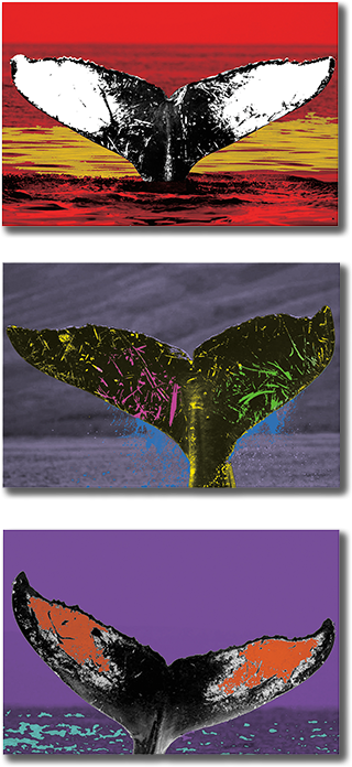 Whale Trust Maui & Chelsea Kohl Present - Art (320x696), Png Download