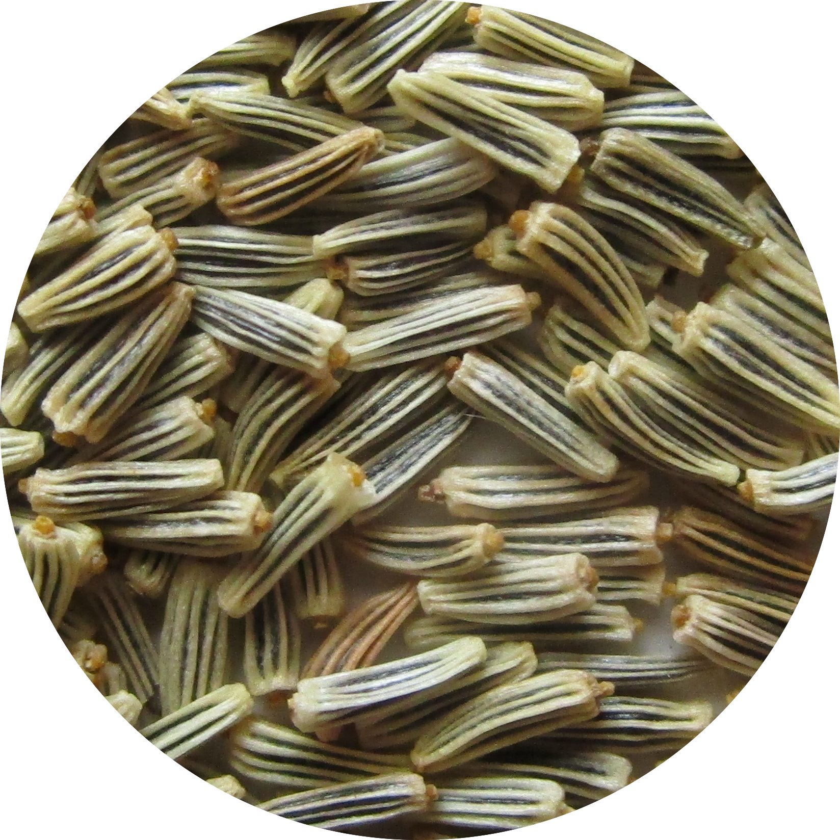 Close-up Photo Of Chrysanthemum Maximum, Alaska Seeds - Alaska (1648x1648), Png Download