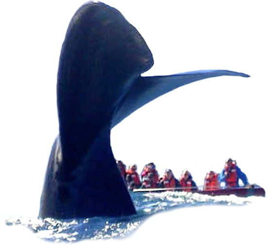 Book A Trip And Arrive 30 Minutes Prior To Departure - Whale (566x503), Png Download