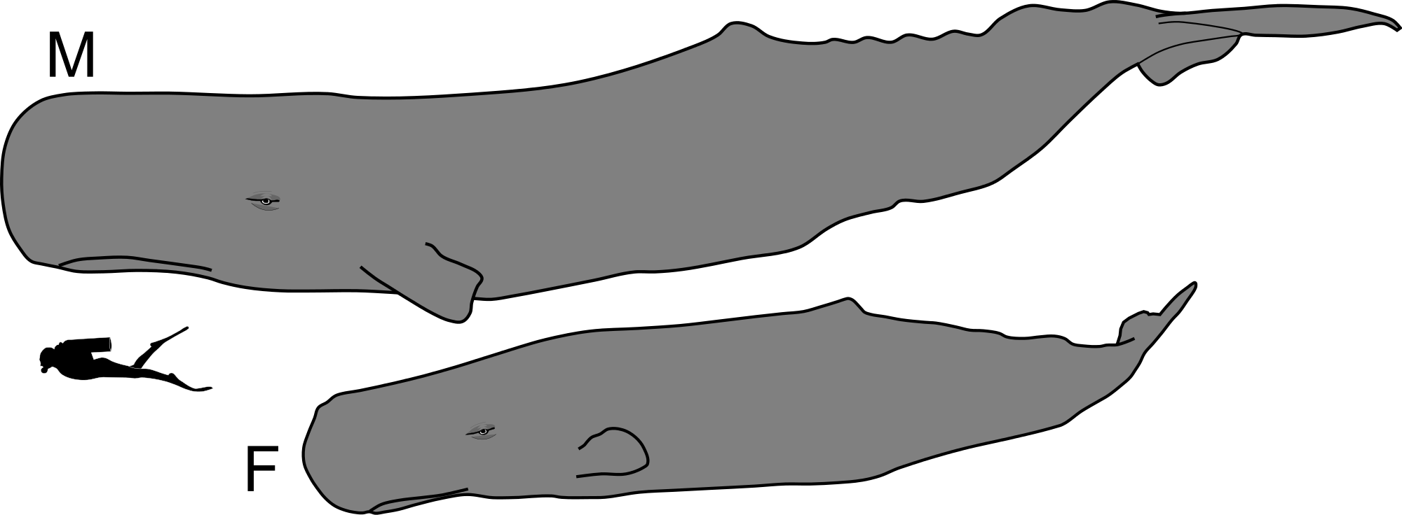 Open - Sperm Whale Male And Female (2000x736), Png Download