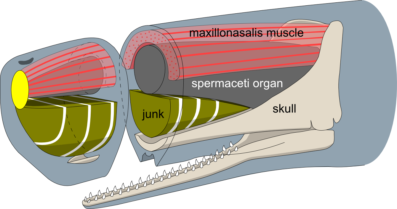 Sperm Whale Head Anatomy Profile - Sperm Whale Spermaceti Organ (1340x706), Png Download