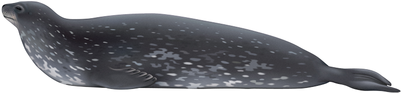 Weddell Seal - Throw Pillow (800x346), Png Download