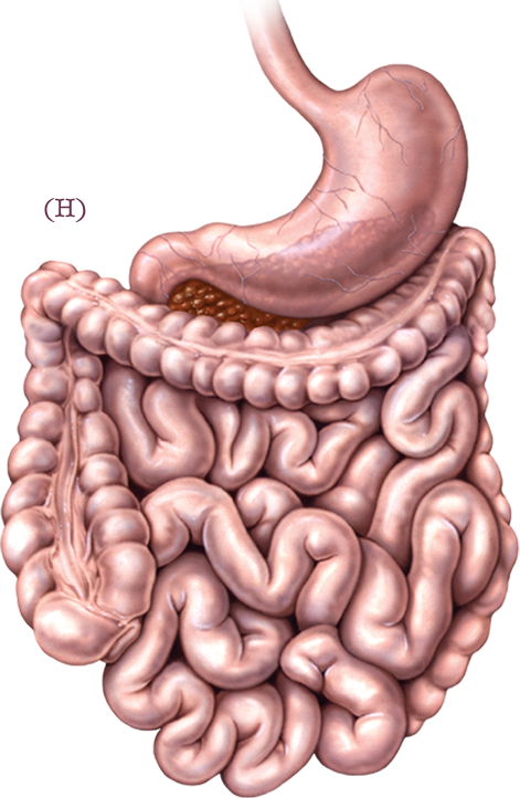 Iphone 5s Black Png - Intestines Illustration (471x722), Png Download