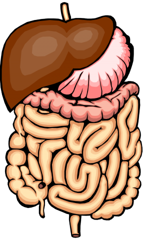 Intestines Cliparts - Digestion A Chemical Change (288x478), Png Download