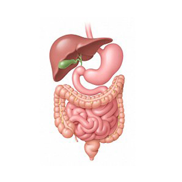 Irritable Bowel Syndrome - Symptom Of Gallbladder Polyp (360x360), Png Download