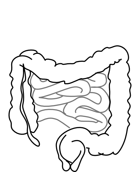Intestines Clip Art - Large Intestine (480x596), Png Download