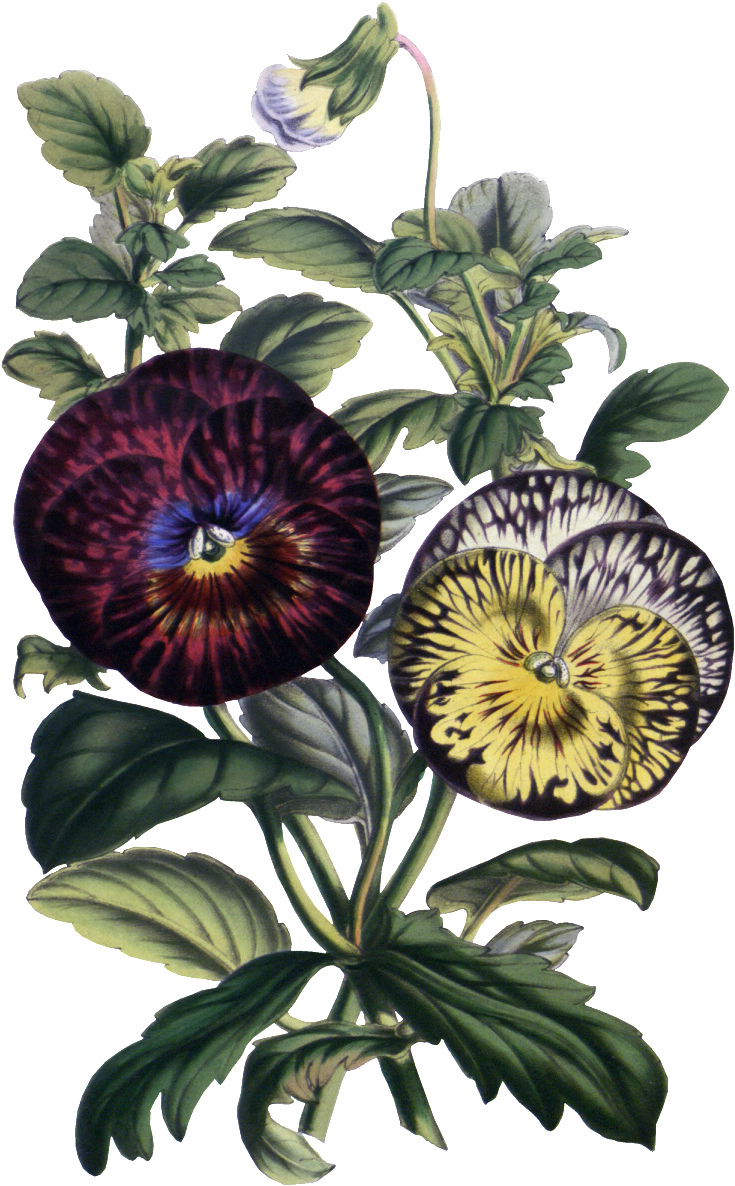 Hd Gorgeous Vintage Painted Flowers - Portable Network Graphics (1024x1280), Png Download