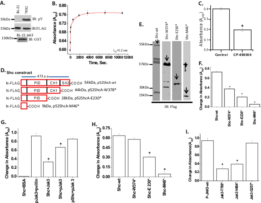 Recombinant Jak3 Trans-phosphorylates Adapter Proteins - Diagram (850x662), Png Download