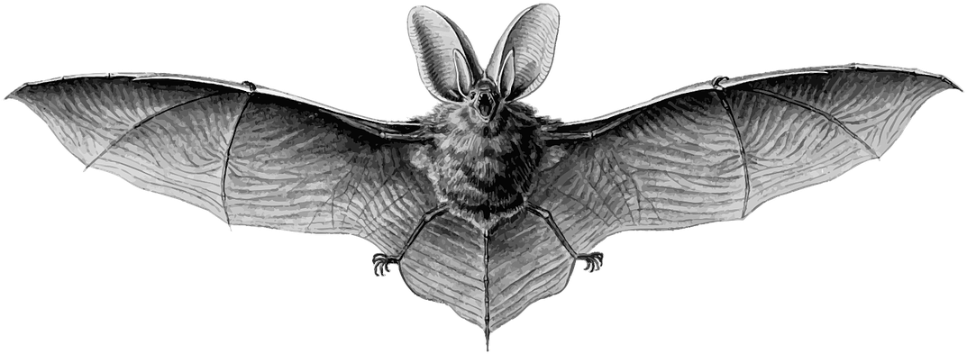 The Lacrosse Bat Tlameha - Mexican Free Tailed Bat Face (1280x640), Png Download