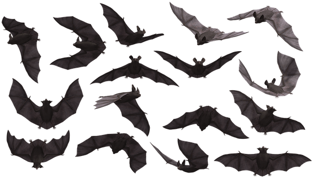 1 Bats, Bats, Bats - Bats Flying Png (640x363), Png Download