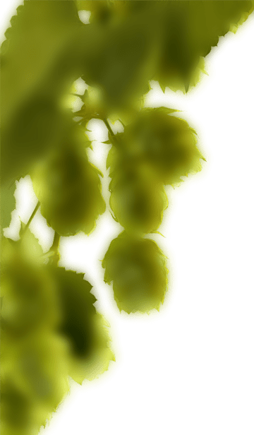 Beer Hop Left Min - Macro Photography (360x616), Png Download