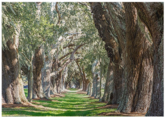 Path Between Trees (400x400), Png Download