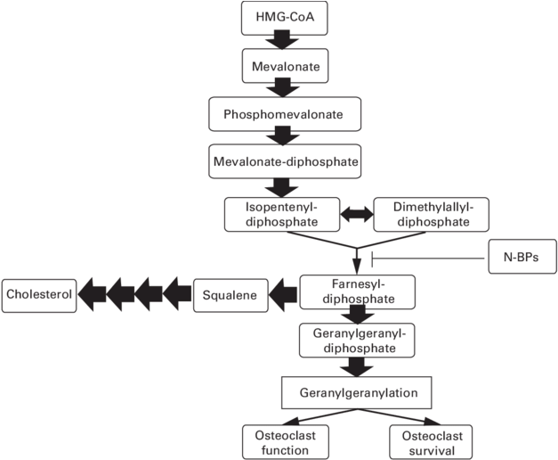 Of Osteoclast Function And Survival - Diagram (850x518), Png Download