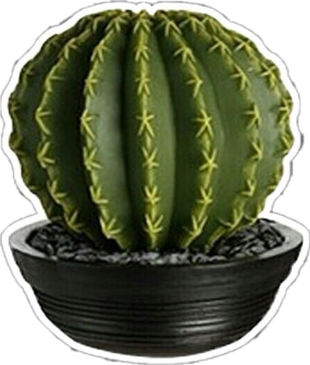 Cactus Png Edit Overlay Editingneed - Editing (444x522), Png Download