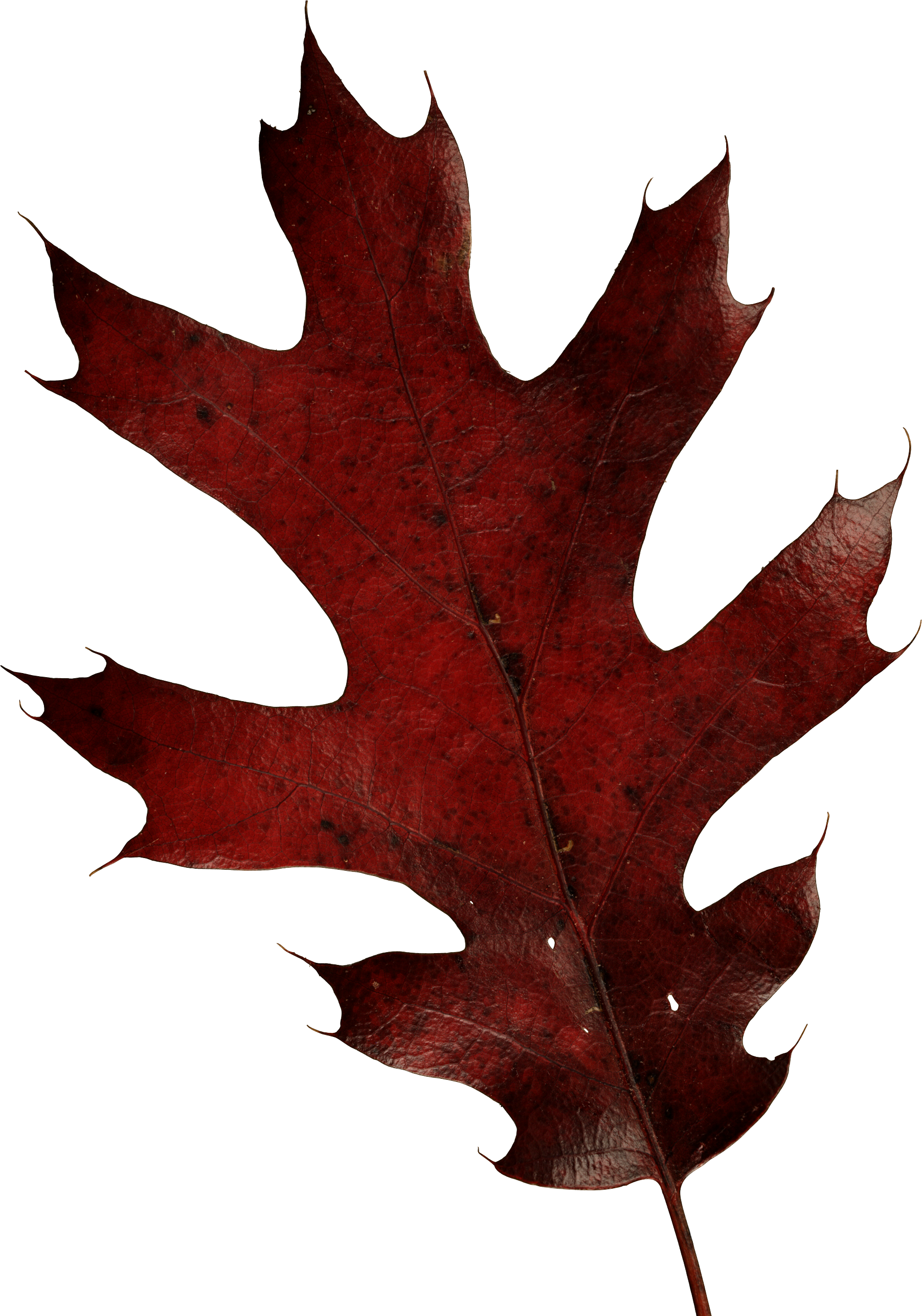 Free Png Autumn Leaves Png Images Transparent - Oak Leaf Transparent Background (480x686), Png Download