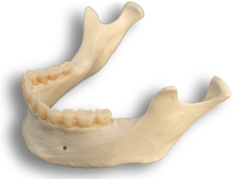 Bones - Mandible Bone (777x600), Png Download