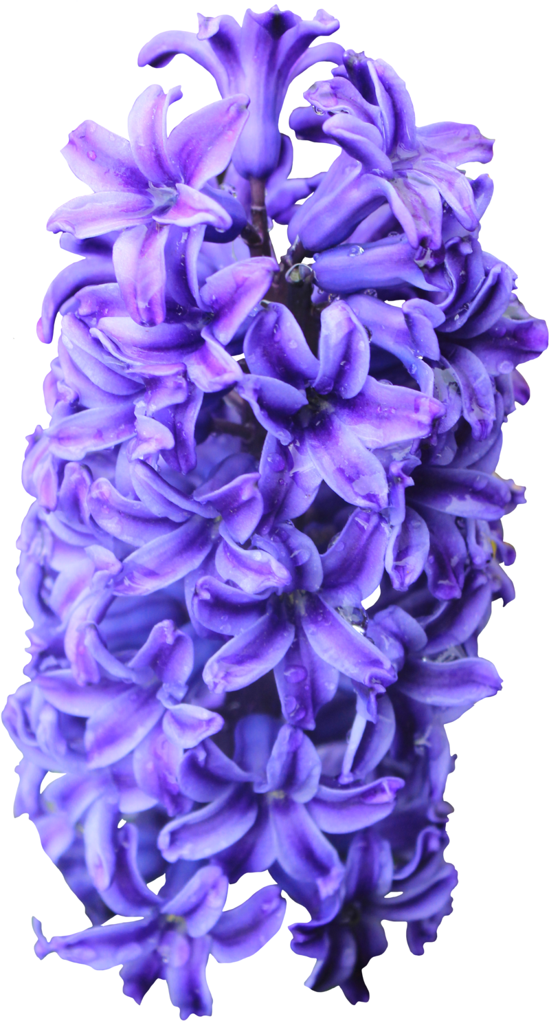 Picture Royalty Free High Definition Png Image For - Hyacinth (800x1497), Png Download