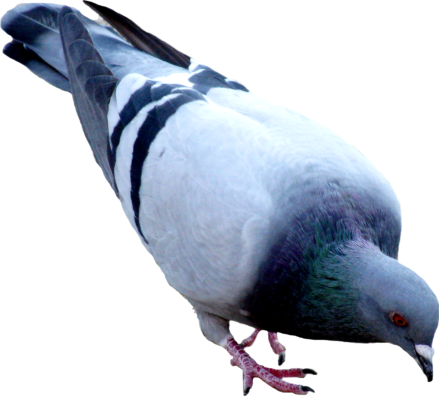 Pigeon Png Images Free Pigeon Png Pictures Download - Pigeon Png (1664x1501), Png Download
