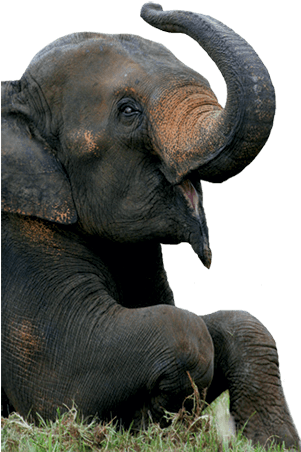 Asian Elephant Clipart Zoo Animal - Asian Elephant Taronga Zoo (300x478), Png Download