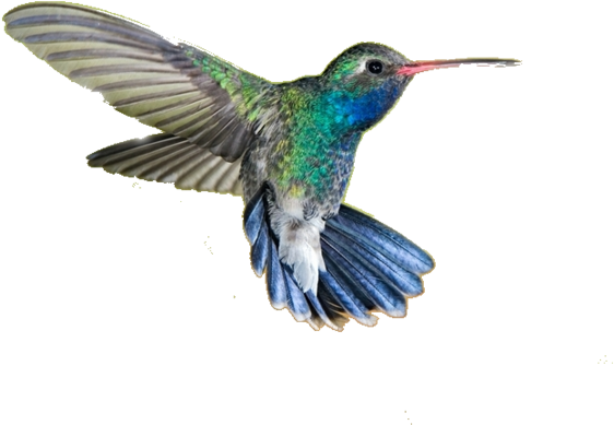 Hummingbird Png - Transparent Background Transparent Picture Of Hummingbird (640x426), Png Download