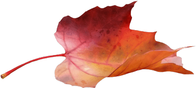 Maple Leaf Side View - Leaf (400x400), Png Download