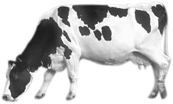 Download - Cow With Transparent Background (558x337), Png Download