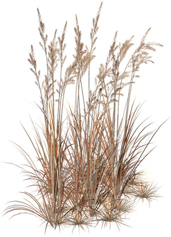 Marvelous Artworks • View Topic - Brown Grass Transparent (345x480), Png Download