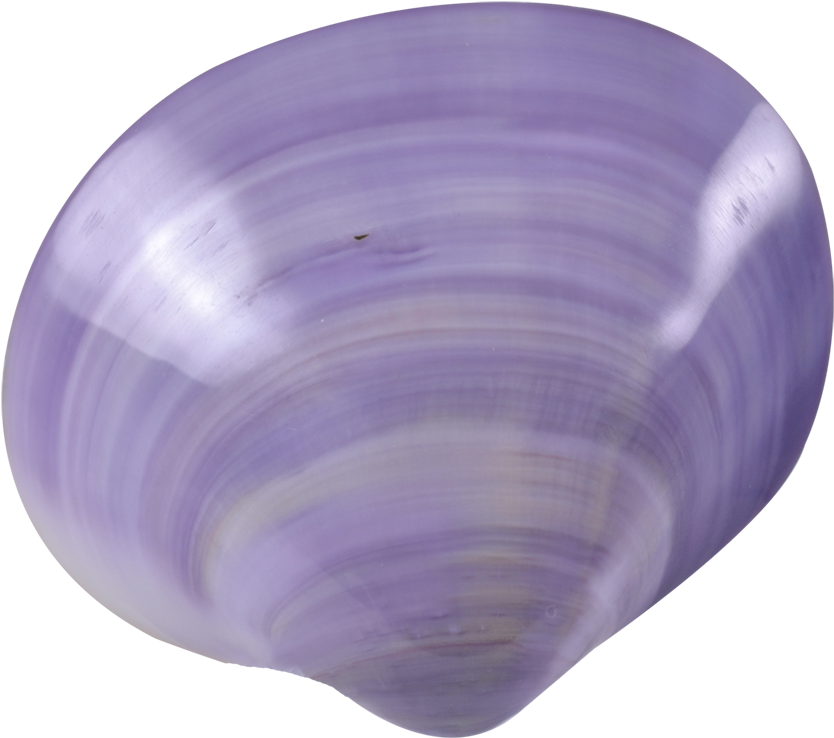 Clam Pair Polished Shells - Purple Clam Pair Polished Shells 3-3.5" (1100x1100), Png Download