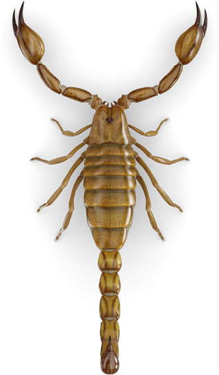 Scorpion (425x600), Png Download
