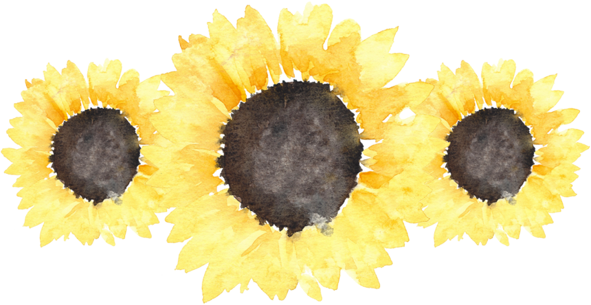 Sunflowers Png Transparent Tumblr - Hailey Rhode Baldwin (1000x500), Png Download