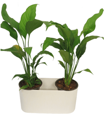 Florida Rectangle With Spathiphyllum & Mother Of Tear - Houseplant (499x500), Png Download