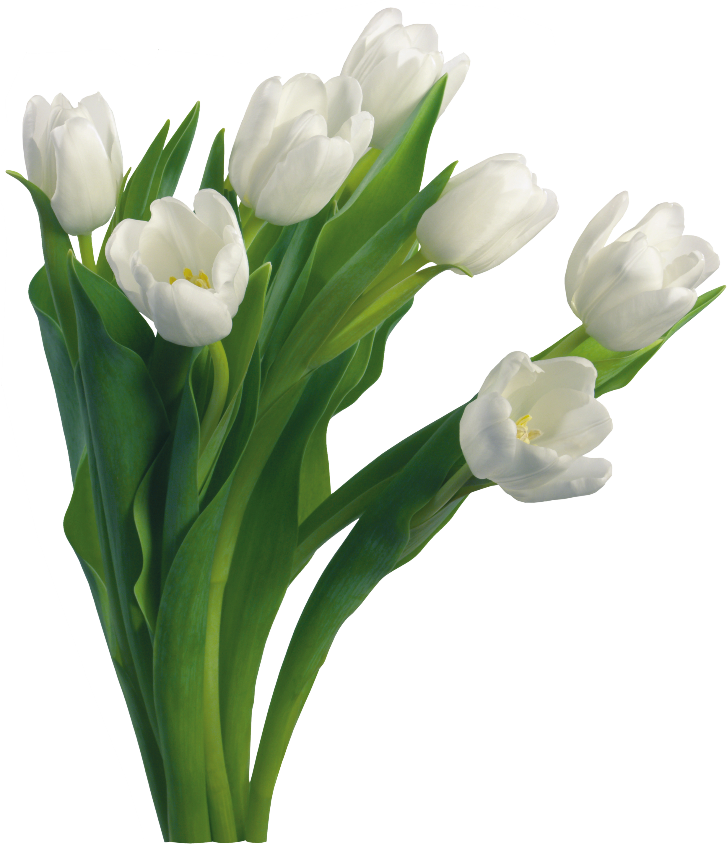 Bouquet Flowers Png - White Flower Bokeh Png (2461x2861), Png Download