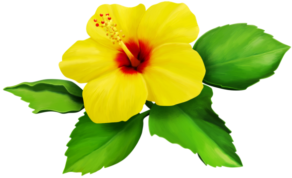 Hibiscus Yellow Bloom Flower Border Flowers White Bouqu - Hibiscus Flower Transparent Background (600x365), Png Download