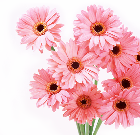 Instagram - Floresnaweb - Честит Рожден Ден На Жена (552x533), Png Download