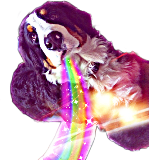 English Cocker Spaniel (480x514), Png Download