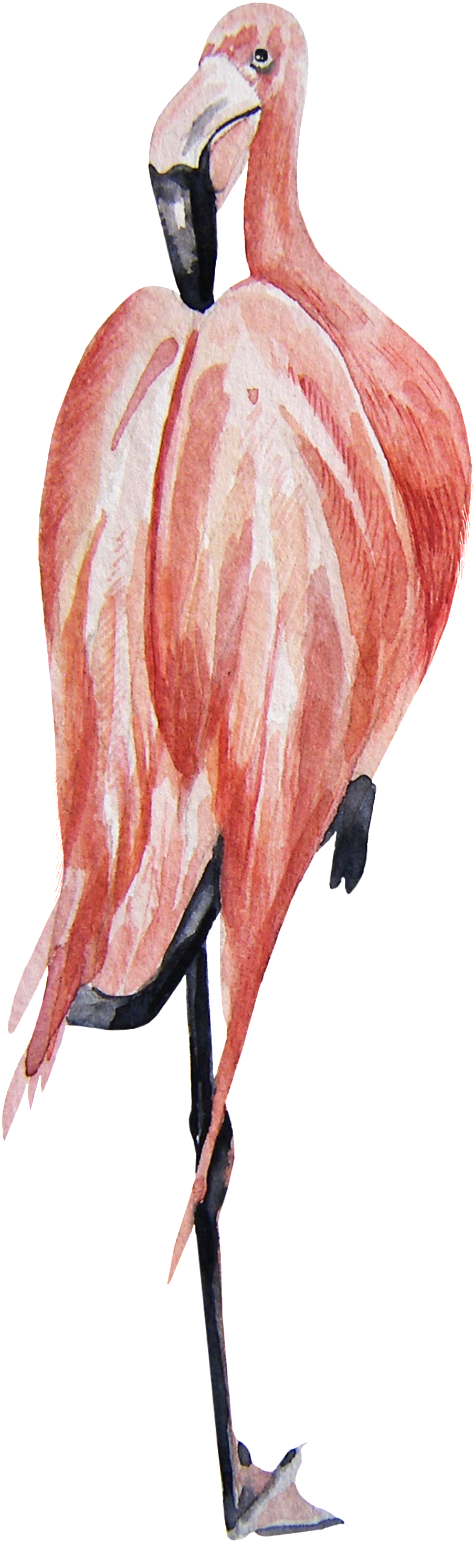 Flamingo Transparent Standing On One Foot - Portable Network Graphics (1024x3001), Png Download