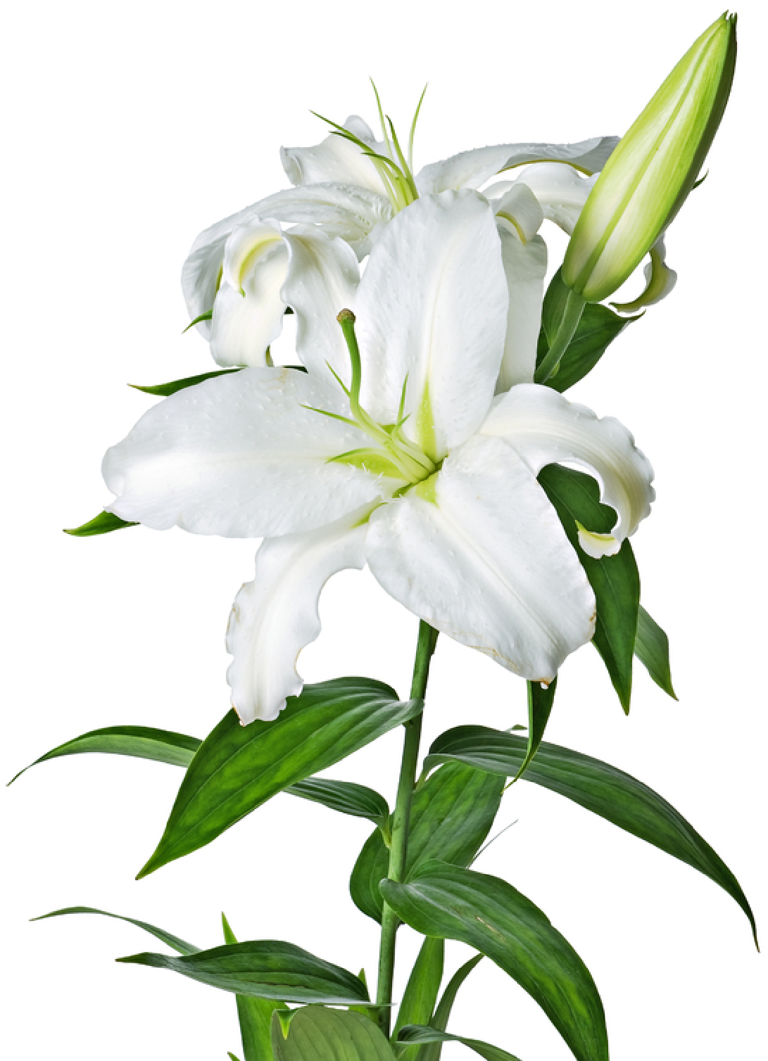 Flower Clipart White Lily - Transparent Background Lilies Flowers Png (1121x1588), Png Download