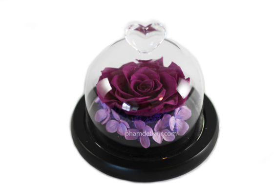 Bebe Glass Dome - Royal Pham (600x400), Png Download