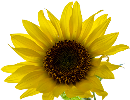 Aesthetic Yellow Flower Png (426x321), Png Download