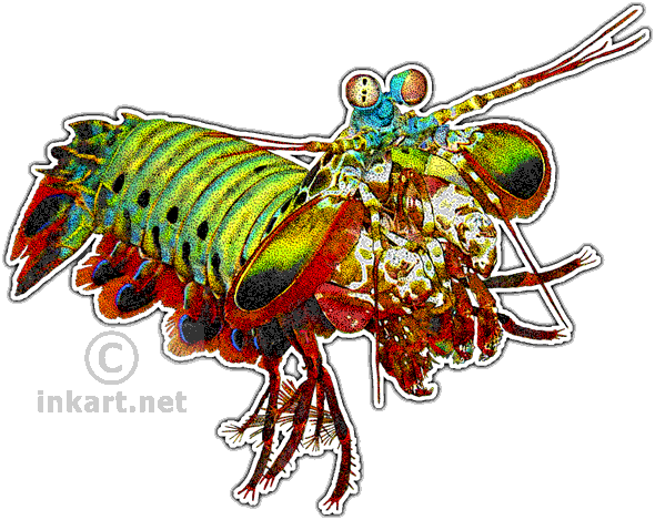 Wildlife Art - Mantis Shrimp Art (590x469), Png Download