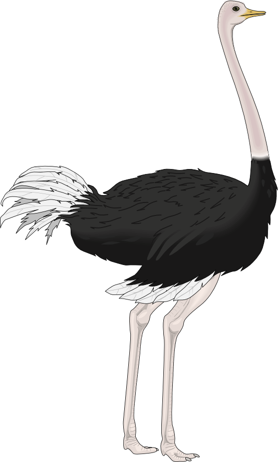 Ostrich Drawing Vintage - Ostrich Clipart Png (555x924), Png Download