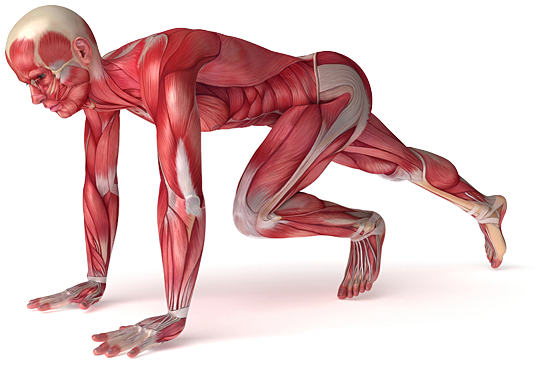 Athletic Therapy (915x393), Png Download