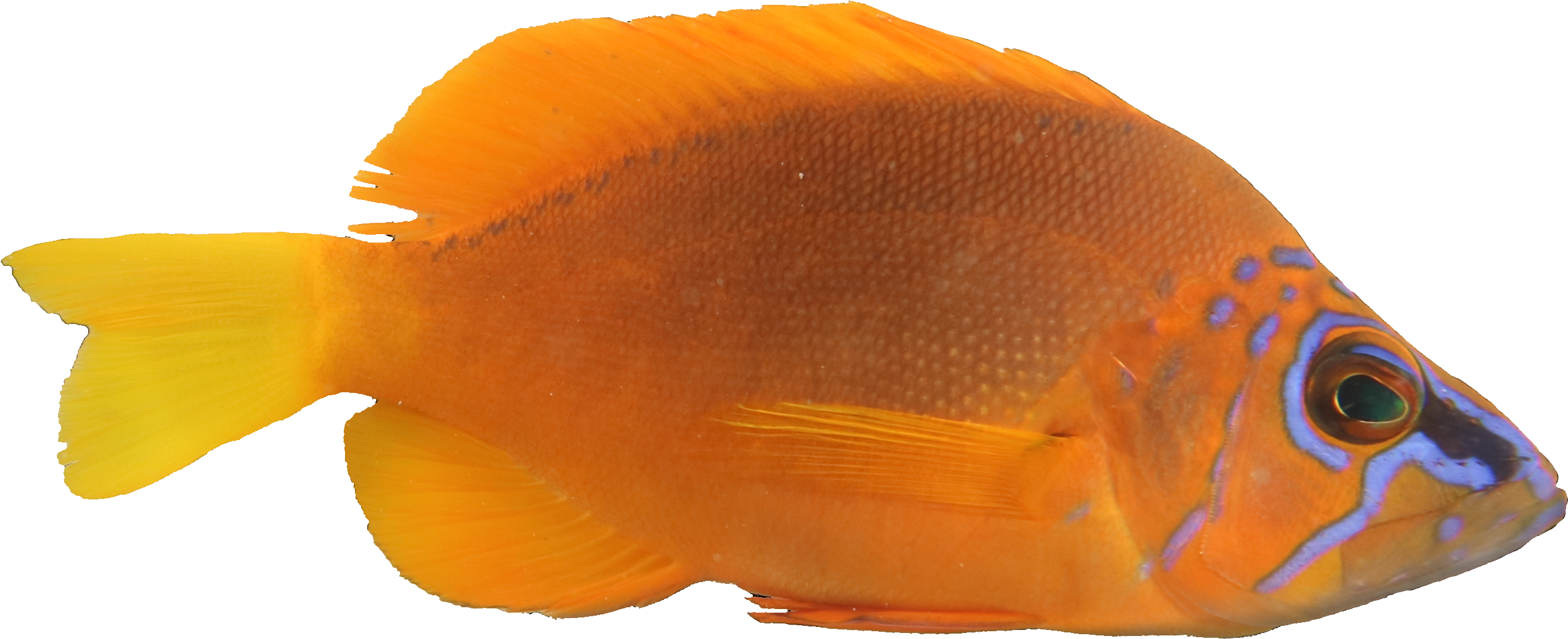 Hamlet - Hamlet Fish Hermaphrodite (2682x1226), Png Download