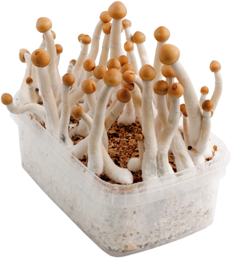 Mexican Kit De Cultivo-183 - Mushroom (400x400), Png Download