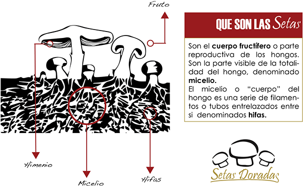 Funcion De Las Setas - Función De Las Setas (655x399), Png Download