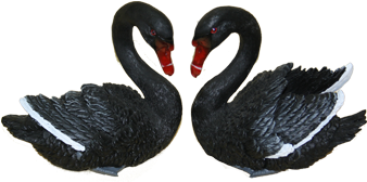Black Swans Png (457x457), Png Download
